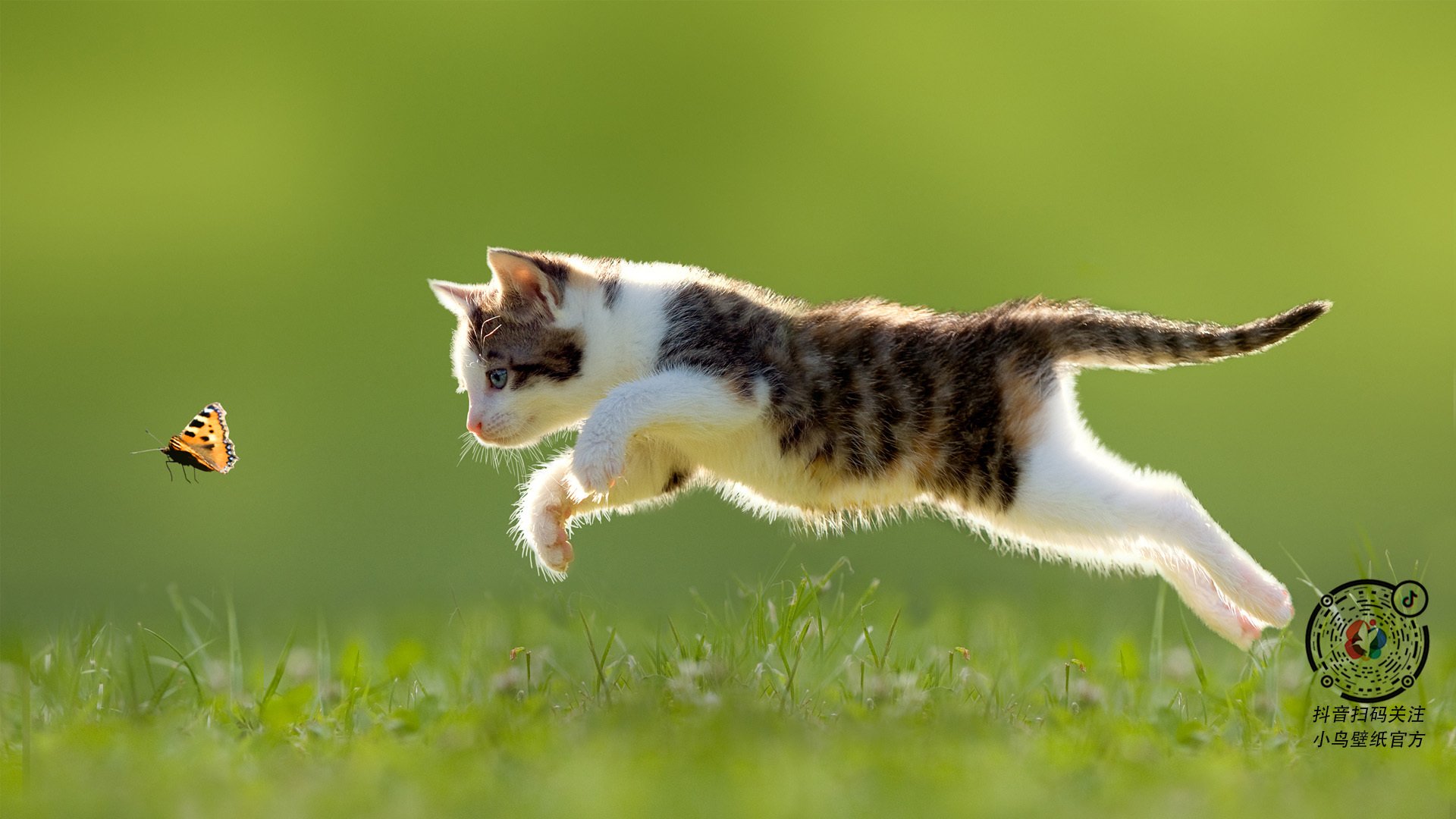 欧冠决赛夜的美洲隔空对决，当灰熊的铁蹄踏碎步行者的黎明